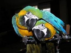 Pair Blue And Gold Macaw Parrots Available