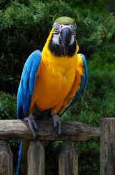 Blue And Gold Macaw Parrots Available