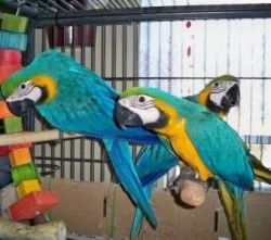 Blue and Gold macaw parrots good talkative
