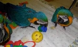 17 months old blue and gold macaw parrots