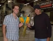 Two Blue And Gold Macaws