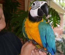 Gold and Blue Macaw Parrots for sale