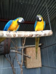 Pair Of Blue & Gold Macaw Parrots