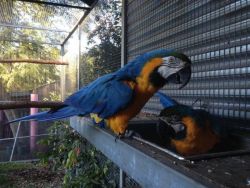 Blue And Gold Macaws With Cockertoo And Cage