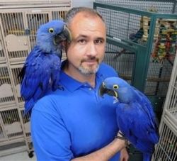 Excellent Blue and Gold Macaw Parrots