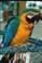 A blue and gold wing macaws with a wonderful