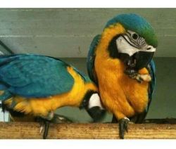 Beautiful blue and gold macaw parrots talking