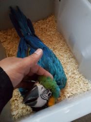 Xxx Hand Reared Baby Blue And Gold Macaws Xxx