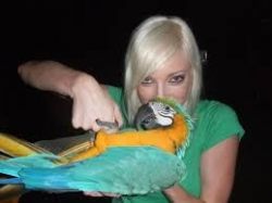 Blue & Gold MACAW Parrot
