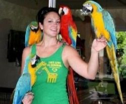 $400 : talking blue and gold macaws parrots