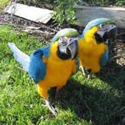 2 Year old Blue and Gold Macaw With Cage