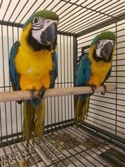 Beautiful Blue and Gold Macaws,