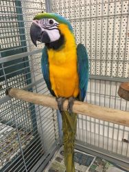 Cute blue and yellow macaws for rehoming