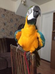 Talking Blue and Gold Macaw - With Papers