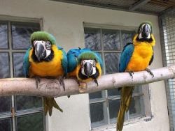 Talking Blue and Gold macaw and Hyacinth Macaws Available.