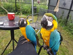 Gold and blue macaw parrots for adoption