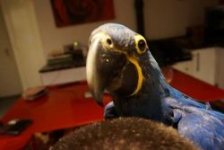 Pair of Hyacinth Macaws for a new home
