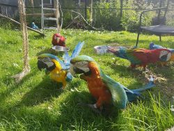 Blue and gold macaw parrots ready for new homes