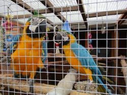 Lovely blue and Gold macaw