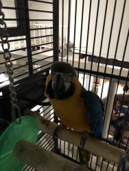 8 year old macaw