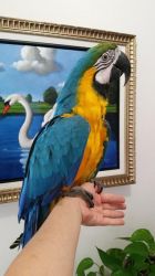 Macaw parrot baby Are available