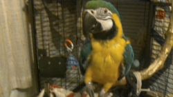 Blue and Gold Macaw for sale