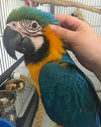 golden macaw