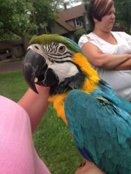 Blue n gold macaw