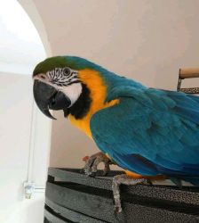 Lovely Blue and Gold Macwa parrots.