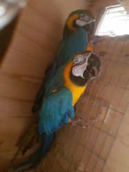 A Beautiful Pair Of Gold And Blue Maccow Parrots