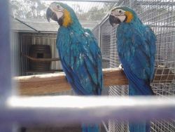 Blue and gold macaw for rehome today