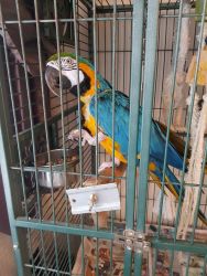 Well trained adorable baby Macaw for adoption