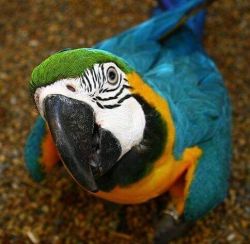 Beautiful baby macaw for sale