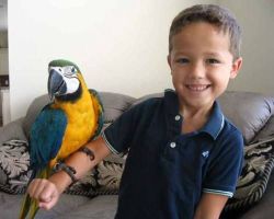 Talking Blue And Gold Macaw parrots for sale TEXT (xxx) xxx-xxx8