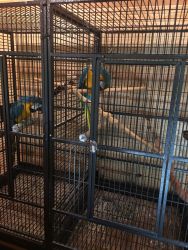 2 Blue and Gold Macaws and cage for sale