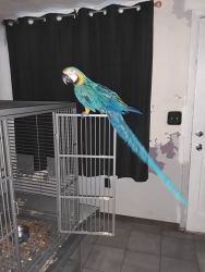 Macaw named Harley