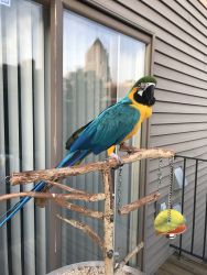 Beautiful Blue and gold Macaw