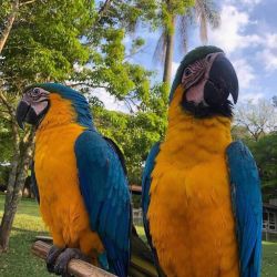 Blue and Gold Macaw birds