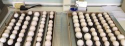 Parrot fertile eggs and incubator