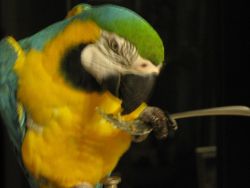Blue & Gold MaCaw Parrot