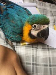 female blue and gold macaw parrot