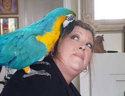 S-sweet lovely Blue and Gold Macaw Parrot highly intelligent