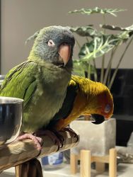 Blue Crowned Conure and Sun Conure Bonded Pair