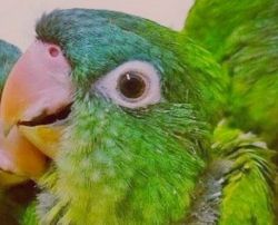 Blue Crown Conure Baby