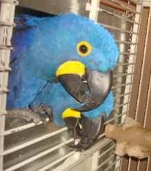 Handfed Hyacinth macaw parrots for sale