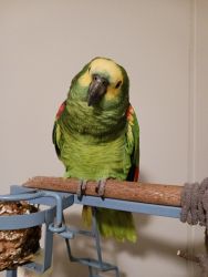 Blue fronted amazon must find new lovin home asap