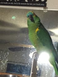 Looking for a good home for our parrot Rainy!