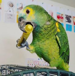BLUE-FRONTED AMAZON PARROT FOR SALE