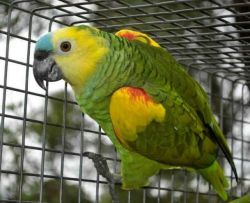 Excellent Blue Fronted Amazon parrots