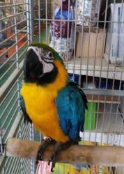 Blue & Gold Macaws Parrot Looking For A Good Home
